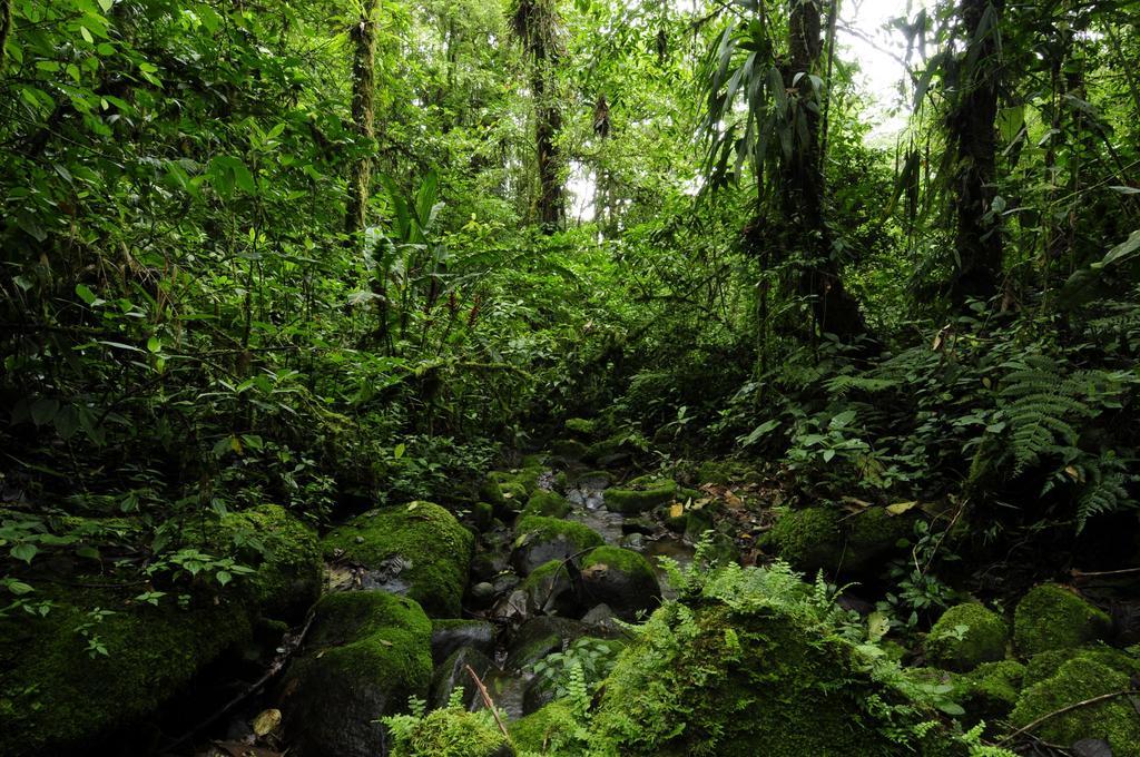 Finca Queveri Orosí Exteriör bild
